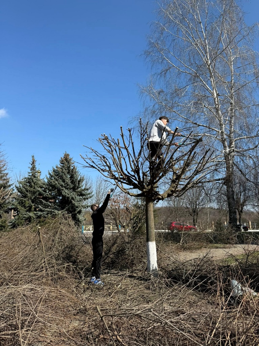 Дослідження деревних рослин